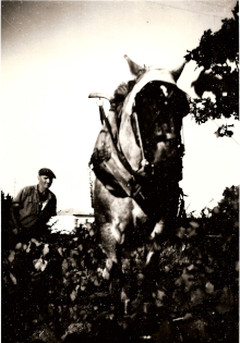 Armand Cellier, labour à cheval
