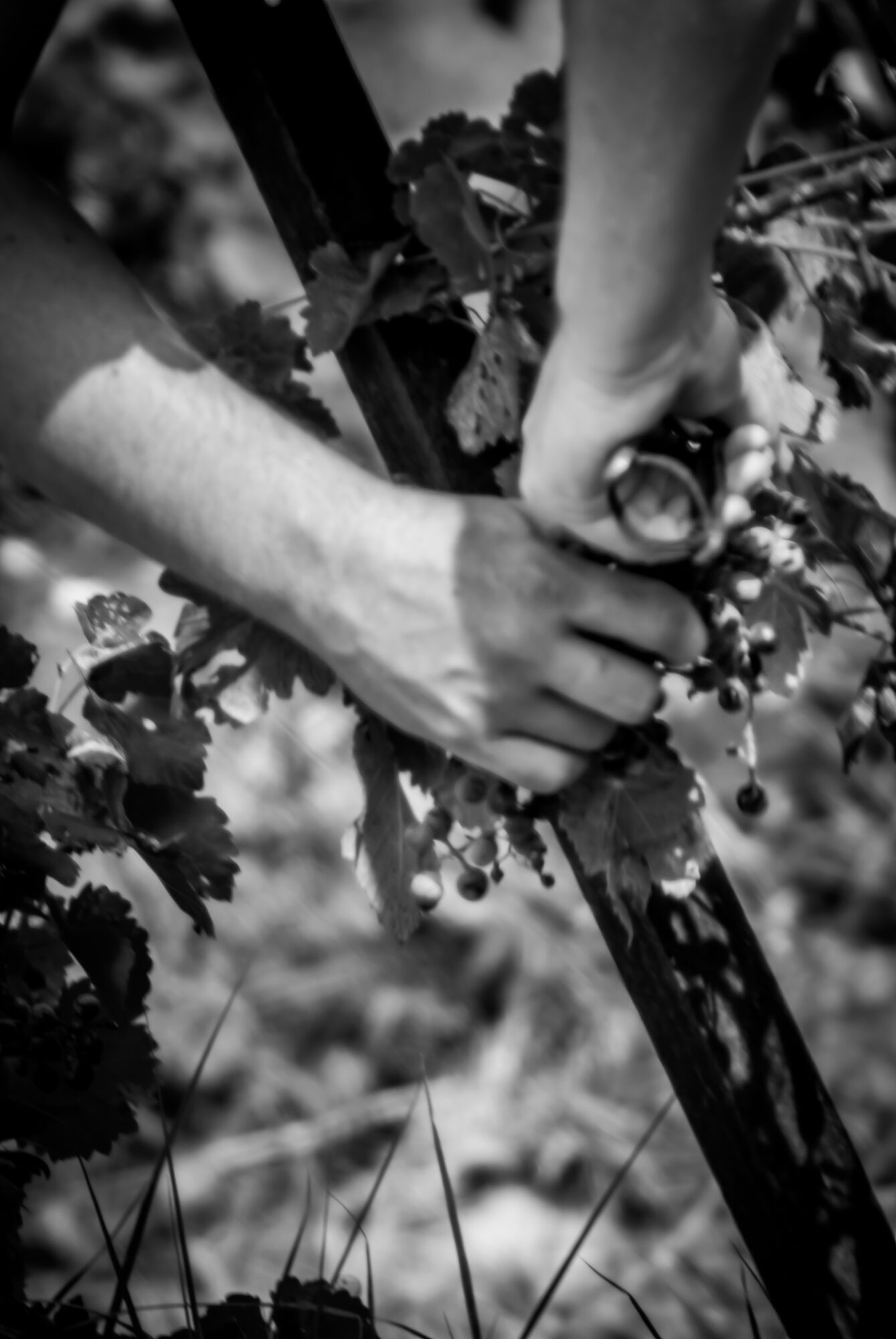 Harvest Experience (Discover the Birth of a Vintage)
