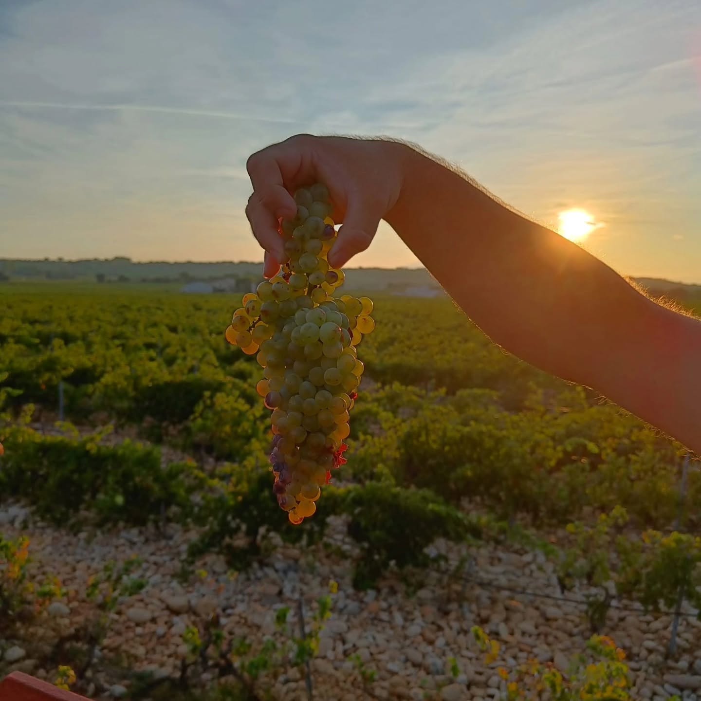 Harvest 2026